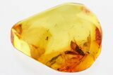 Fossil Caddisfly and Midge w/ Attached Phoretic Mite in Baltic Amber #346652-2